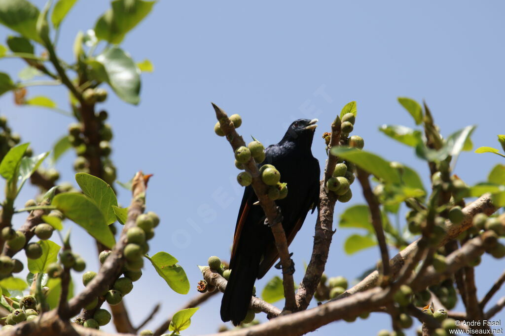 White-billed Starling