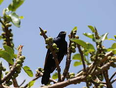 White-billed Starling