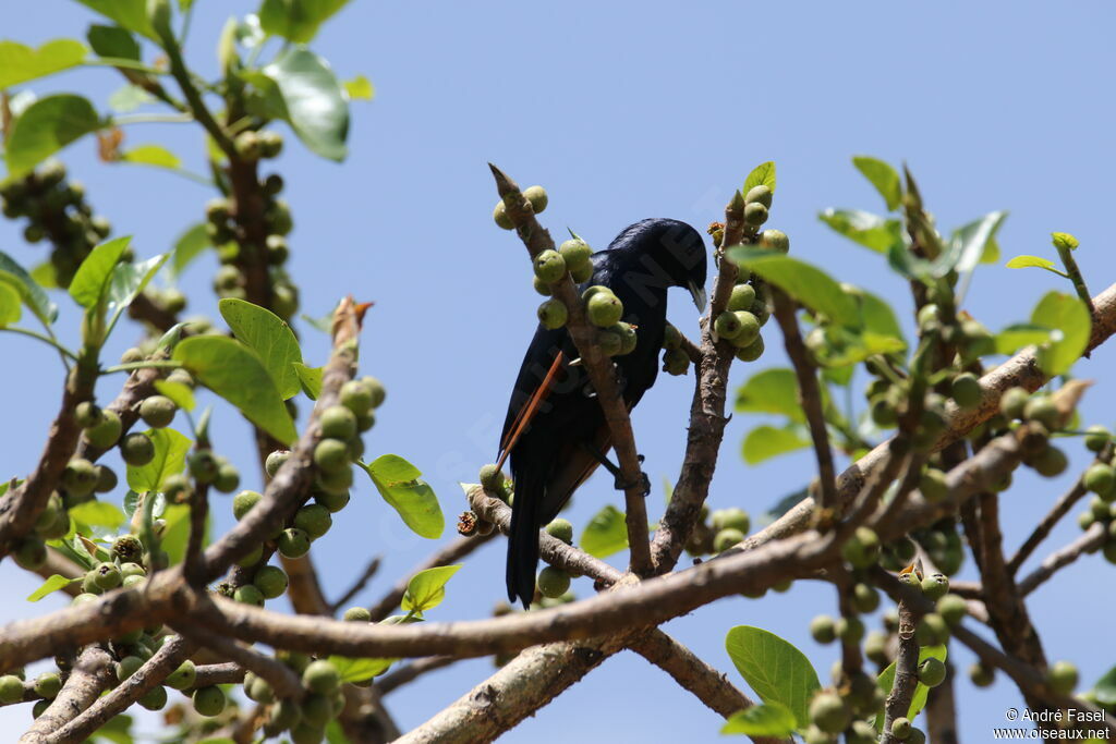 White-billed Starling