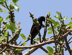 White-billed Starling