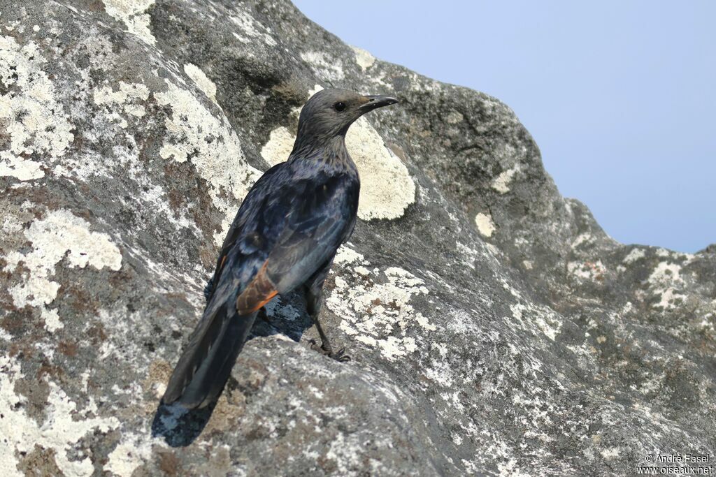 Red-winged Starling