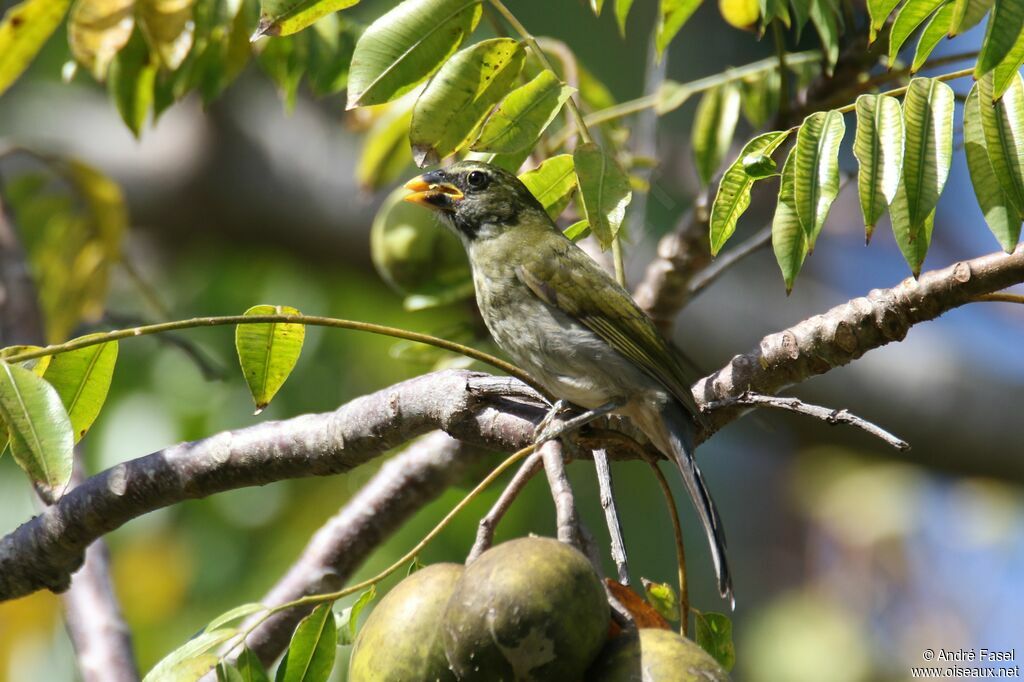 Saltator gros-bec