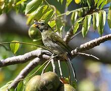 Lesser Antillean Saltator