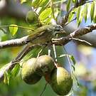 Saltator gros-bec