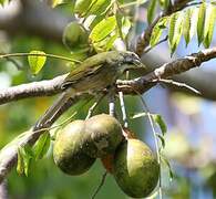 Lesser Antillean Saltator