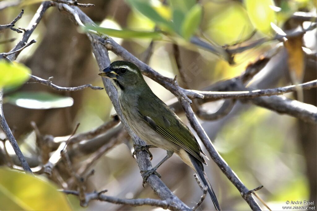 Saltator gros-bec