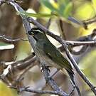 Saltator gros-bec