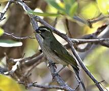 Lesser Antillean Saltator