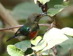 Rwenzori Double-collared Sunbird