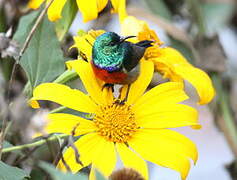 Rwenzori Double-collared Sunbird