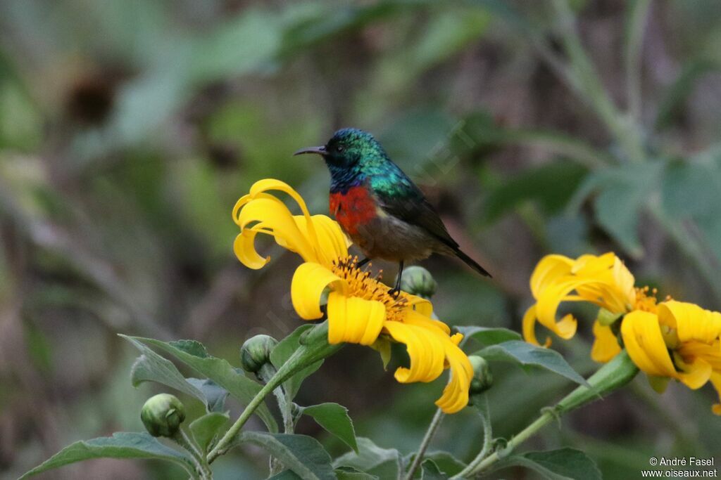 Rwenzori Double-collared Sunbird male