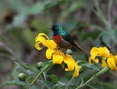 Rwenzori Double-collared Sunbird