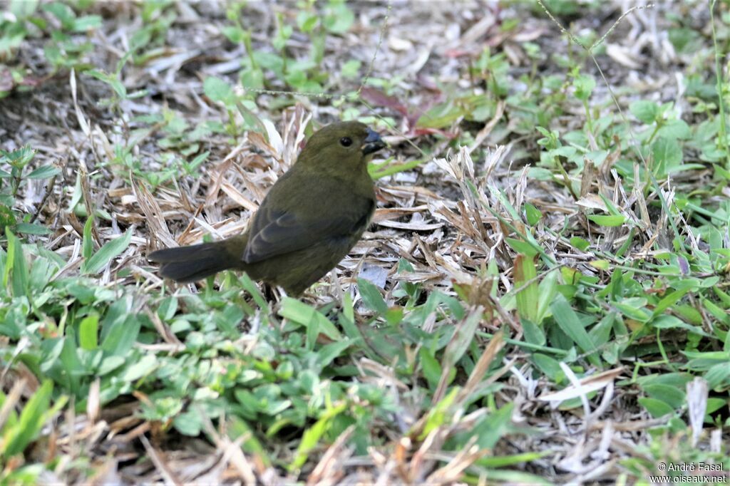 Variable Seedeater female