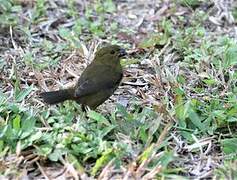 Variable Seedeater