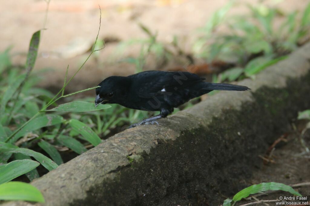 Variable Seedeater male