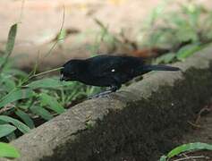 Variable Seedeater