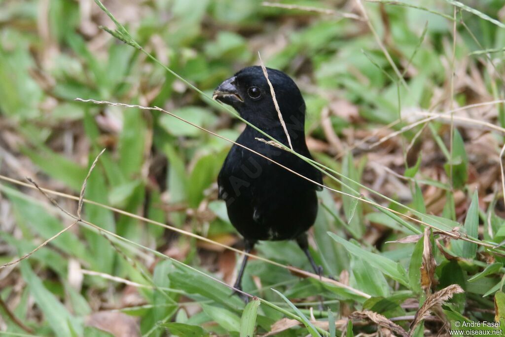 Variable Seedeater male