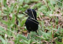 Variable Seedeater