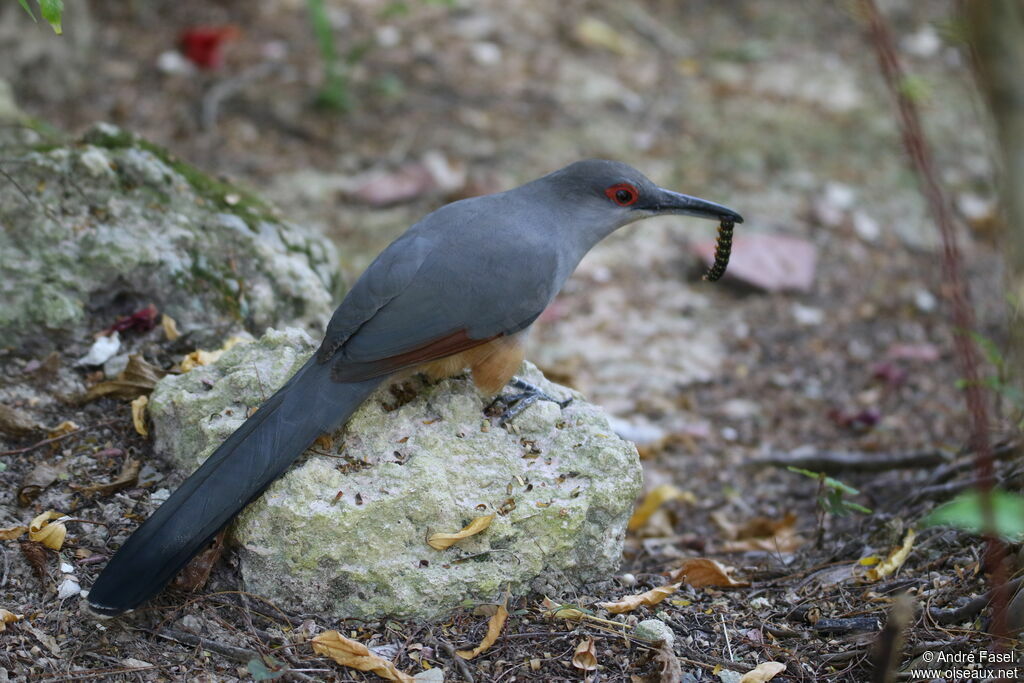 Hispaniolan Lizard Cuckooadult breeding, identification