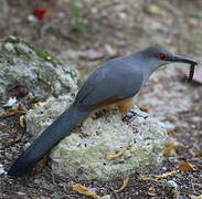 Hispaniolan Lizard Cuckoo