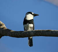 White-necked Puffbird