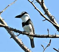 White-necked Puffbird