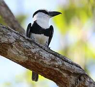 White-necked Puffbird