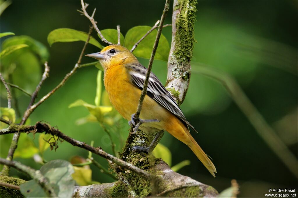 Flame-colored Tanager female