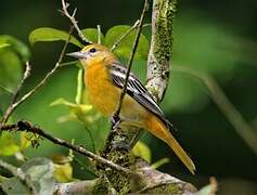 Flame-colored Tanager