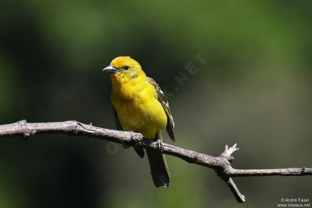 Flame-colored Tanager female