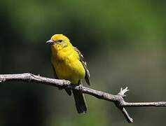 Flame-colored Tanager