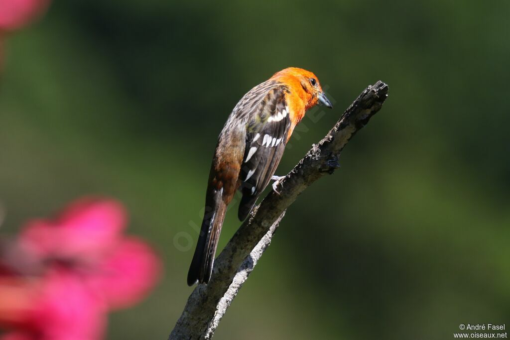 Flame-colored Tanager male