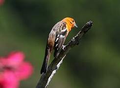 Flame-colored Tanager