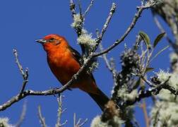 Flame-colored Tanager