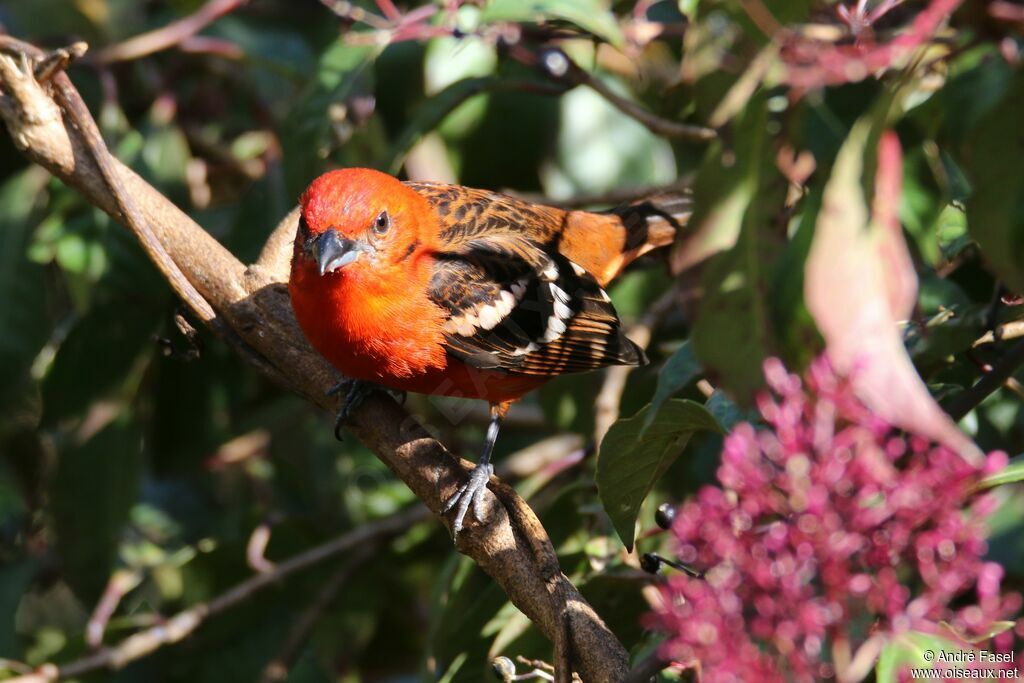 Flame-colored Tanager male