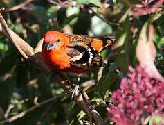 Flame-colored Tanager