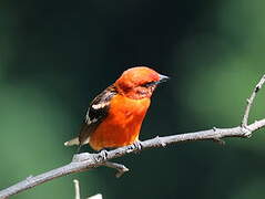 Flame-colored Tanager