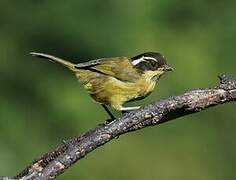 Sooty-capped Bush Tanager