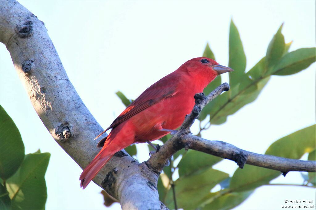 Summer Tanager