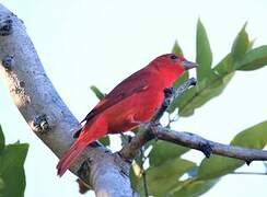 Summer Tanager