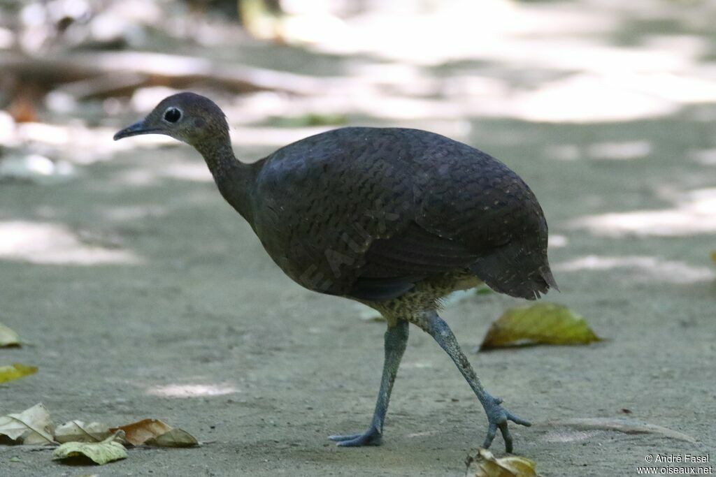 Tinamou soui