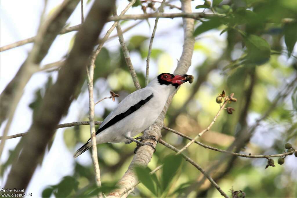 Masked Tityra