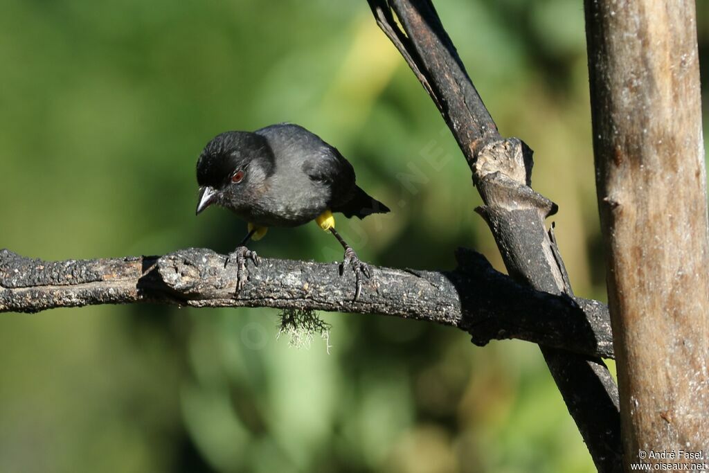 Yellow-thighed Finch