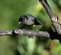 Yellow-thighed Brushfinch