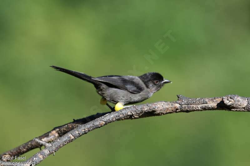 Yellow-thighed Finch, identification