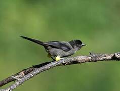 Yellow-thighed Finch