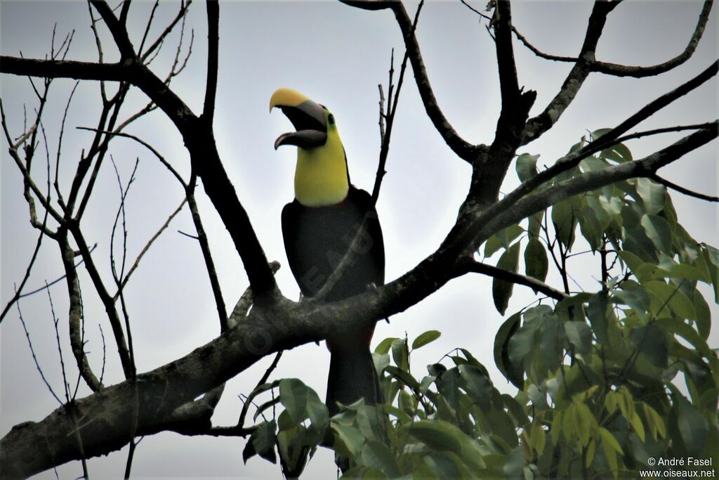 Yellow-throated Toucan