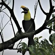 Yellow-throated Toucan