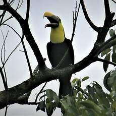 Toucan tocard