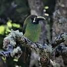 Toucanet à gorge bleue